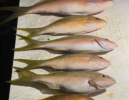 Night time reef fishing